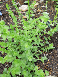 画像の植物ですが 雑草なのか花なのか分からず困っています 花壇なので Yahoo 知恵袋