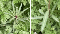 セリ科の植物オルラヤとコリアンダーの違いはなんでしょう オルラヤを初めて Yahoo 知恵袋