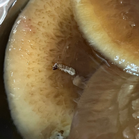 干し椎茸に虫が入ってました 水で戻して料理に使おうと切ったとこ Yahoo 知恵袋
