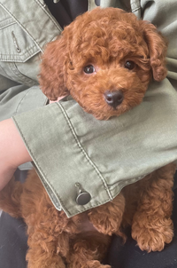 愛犬のトイプードルの成犬時の体重を予測してほしいです ５か月のトイプ Yahoo 知恵袋