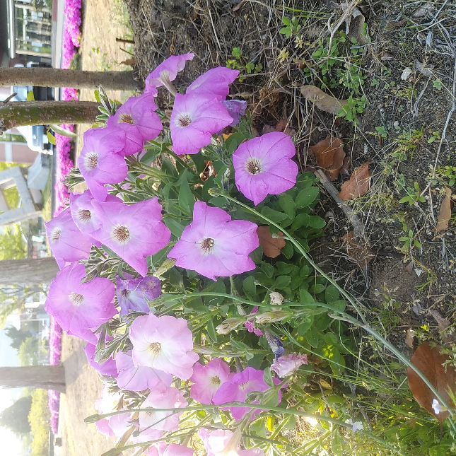 公園とかに地植えで咲いているペチュニアって 何で冬越しできるのですか Yahoo 知恵袋