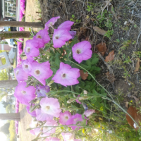 ペチュニアの花弁を食い荒らす虫がいる ペチュニアが盛んに咲いてますが Yahoo 知恵袋