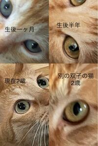 茶トラ猫の目の色について質問です キトンから大人になるまで目の色 Yahoo 知恵袋
