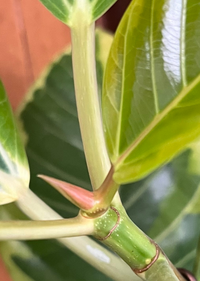 フィカス・アルテシーマの芽や茎の色が気になります、病気でしょうか？

4ヶ月前に買ってきたアルテシーマです。
暖かくなったので日光にあてていたら最近初めてやっと新芽が開きました。 しかし前までの新芽は黄緑でしたが、新しい葉が開いた後の新芽の色が茶色で気になります。
また、茎の色が黄緑に対して所々茶色い斑点のような滲んだシミが出てきています。
これは木質化していく途中経過なのか、もし...