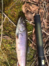 北海道在住の渓流魚わかる方にご質問したいのですが これはオショロコマでしょうか Yahoo 知恵袋