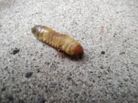 これは何の幼虫でしょうか？ 今日芝生の穴から出てきました