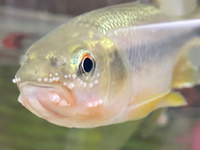 この魚のぶつぶつってなんですか しっぽにも似たようなものができてます Yahoo 知恵袋