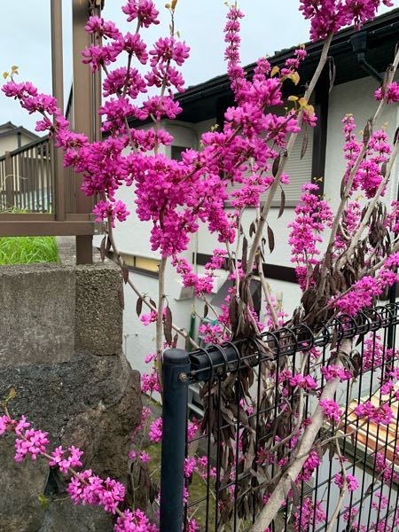 食虫植物についての質問です モウセンゴケがなぜかどんどん枯れていってし Yahoo 知恵袋