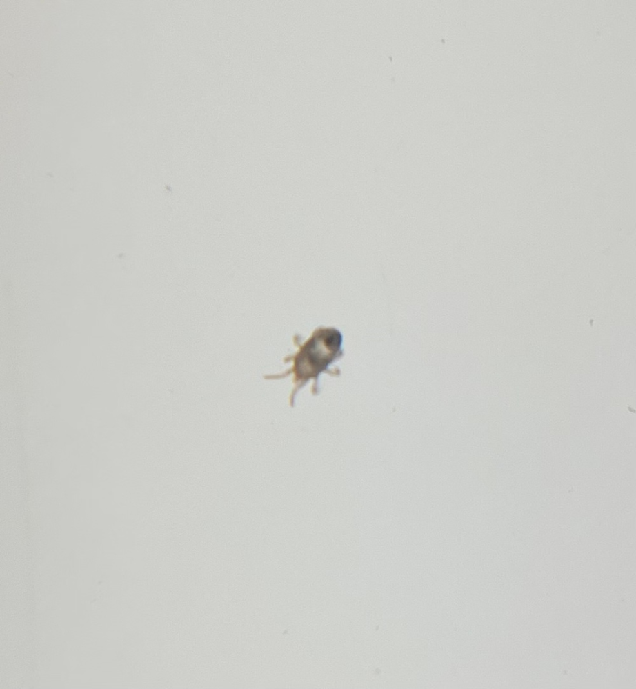 この虫の名前を教えてください 15倍に拡大しております 先日から私の部屋で Yahoo 知恵袋