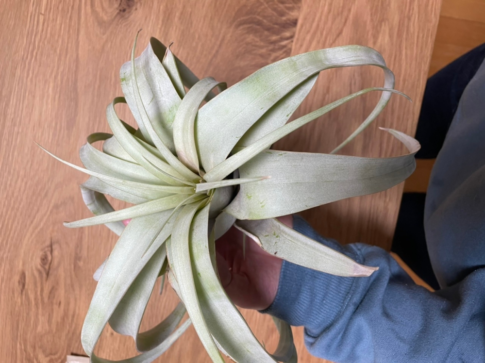 育てているキセログラフィカの状態について2ヶ月ほど前にキセログラフィ Yahoo 知恵袋