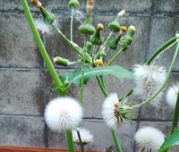 これはタンポポですか 160センチくらいありますが ノゲシじゃ Yahoo 知恵袋