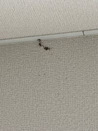 閲覧注意至急 助けてください 家に謎の黒い小さいのが大量発生しま Yahoo 知恵袋