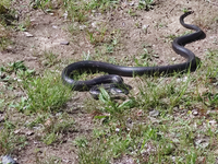 この蛇の種類は何でしょうか？
近所の公園で見かけました。 その公園では数年前にシマヘビが見つかったというニュースがあったみたいですが、見分けが出来ないので万が一毒のある蛇だったら、子どもも多い公園なので心配です。
一応市役所には連絡しましたが分かる方いたらお願いします。