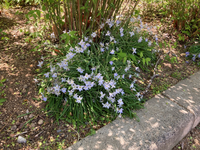 この下草の名前を教えてください 近所の公園に生えていました イ Yahoo 知恵袋