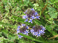 この不思議な形の花は何という花でしょうか 一輪の花が３層になっ Yahoo 知恵袋