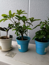 カポックが大きくなりすぎて困っています ５年前にもらったカポックが大 Yahoo 知恵袋