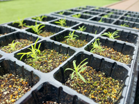 コキアを種から植えて育てています セルボックスに入れて育てている最中なのですが Yahoo 知恵袋