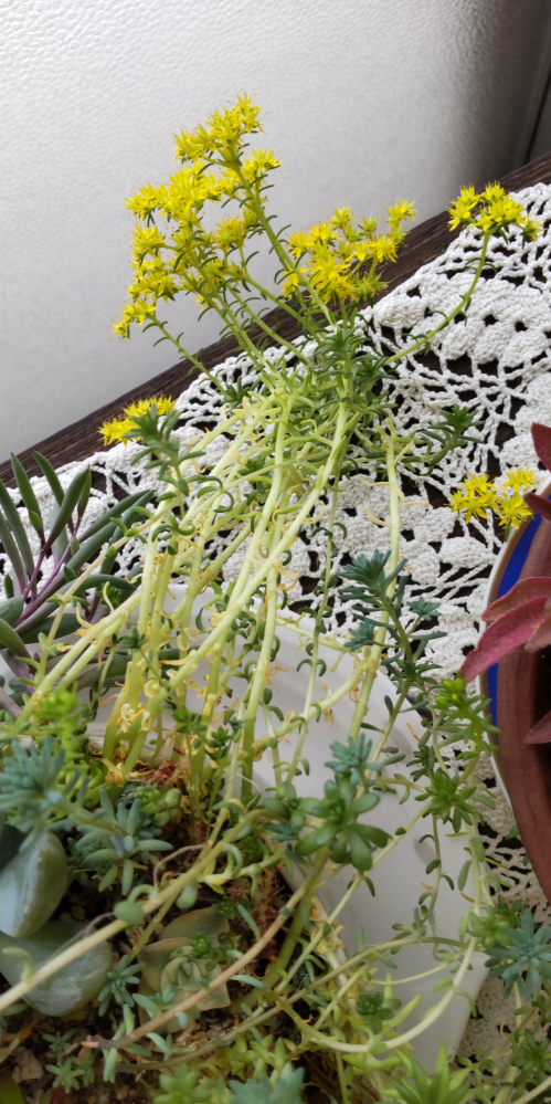 多肉植物が伸びて伸びて先に黄色の花が咲いてますこんな場合どうしたら良 Yahoo 知恵袋