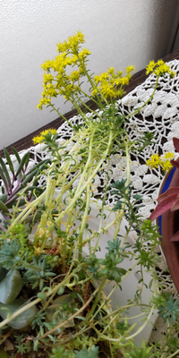多肉植物が伸びて伸びて先に黄色の花が咲いてますこんな場合どうしたら良 Yahoo 知恵袋
