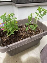 園芸初心者です プランターに2株ミニトマトを植えました 支柱の立て方を色 Yahoo 知恵袋