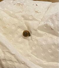 よく水回りになめくじが出て悩んでいますが 最近小さい赤ちゃんなめくじやこの Yahoo 知恵袋