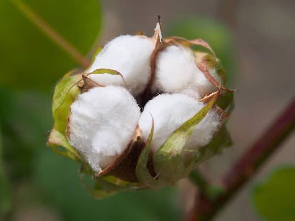 なぜ日本では綿花 コットン が栽培できない 自給率がほぼ無いに等しい Yahoo 知恵袋