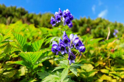 見た目 カワイイけど 怖いのでしょうか トリカブトの花 根から Yahoo 知恵袋
