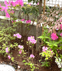 伸びきった庭木 つつじ の処置についてお尋ねします 植えてから２ Yahoo 知恵袋