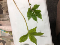 山菜のみずはどちらですか みずではないとしたら名前はなんですか 食用 Yahoo 知恵袋