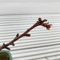 桜盆栽 旭山桜 の剪定について 別で質問をした際 根腐れしてい Yahoo 知恵袋