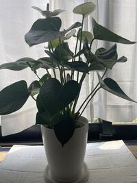 昨日アンスリウムを購入し この状態なのですが一回り大きな鉢に植え替えを行った方 Yahoo 知恵袋