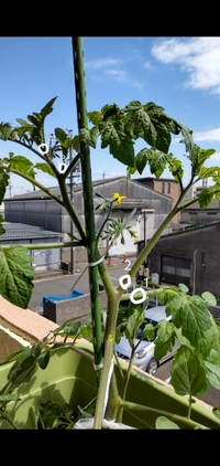 プチトマト脇芽はどれですか 脇芽は 幹から 葉が出ますが そ Yahoo 知恵袋