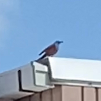 この鳥はなんという鳥ですか ピューピピみたいな感じで鳴いていて 大き Yahoo 知恵袋