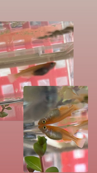 メダカのお腹がでかいのですが大丈夫ですか 2匹ともオレンジです Yahoo 知恵袋