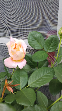 バラ ポールセザンヌ について教えて下さい 冬剪定して順調に葉も元気でサ Yahoo 知恵袋