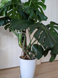 観葉植物について教えて下さい 4年前ぐらいに100円ショップで購入したモンステ Yahoo 知恵袋