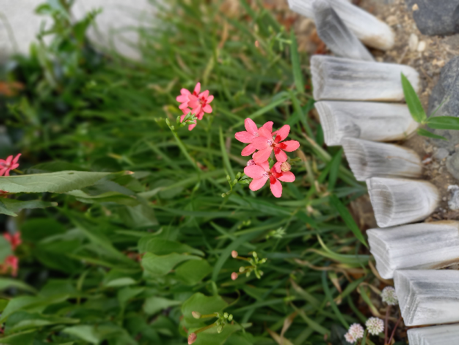 この花の名前を教えてください よろしくお願いいたします ヒメヒオウギ ヒ Yahoo 知恵袋