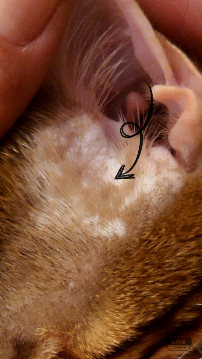 猫の耳のこの模様のような柄のようなものが濃くなってきたように感じます。柄でしょうか？何かの病気でしょうか？