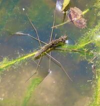 アメンボの種類 写真のアメンボについて種類が分かる方 ご教示ください Yahoo 知恵袋