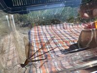 トンボの名前を教えてください 愛知県のとある川で見つけました光の Yahoo 知恵袋