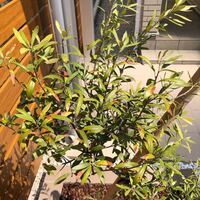 オリーブの木を地植えしてるのですが 元気がない 地植えして1年になります Yahoo 知恵袋