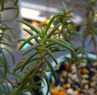 ローズマリーの害虫駆除法を教えてください ローズマリーに害虫はつかないと思 Yahoo 知恵袋