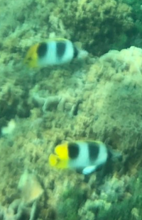 この魚は何かどなたか教えて下さい グアムかハワイの海だったと思う Yahoo 知恵袋