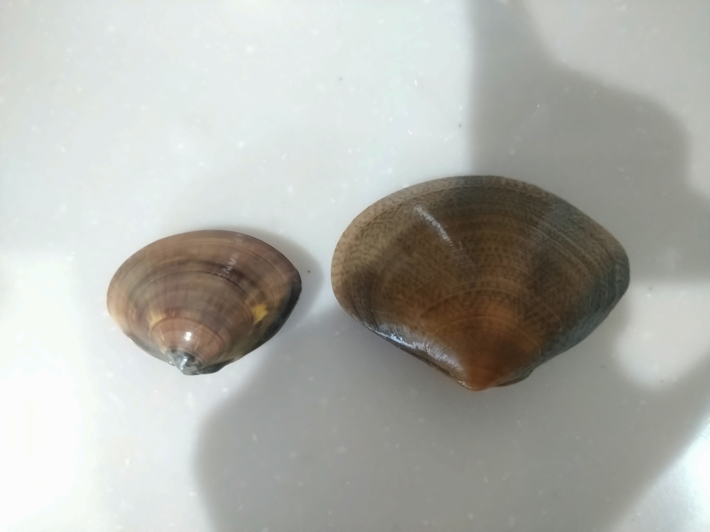 昨日、大洗の潮干狩りで貝を採ったのですが、この貝の種類がわかりません。 （画像右側） 大きさは約６㎝。 バカ貝かと思ったのですが、貝殻は少しざらざら、蝶番部分に盛り上がりがあります。 ハマグリ...