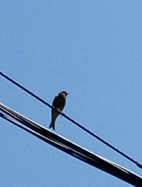 この鳥は何という鳥でしょうか 大阪市です 近くに同じ種類の鳥が Yahoo 知恵袋