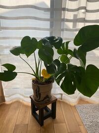 モンステラの植え替えを失敗したかもしれません 一昨日 モ Yahoo 知恵袋