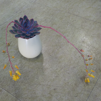 セダムの花咲きました咲き終わった後はどうすれば良いですか 今年わけてもら Yahoo 知恵袋