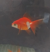 近くの道の駅で金魚を購入しました 金魚は 種類によって飼い方が違うと聞きました Yahoo 知恵袋