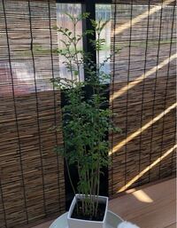 鉢植えシマトネリコの植え替えについて教えて下さい 4号鉢70センチく Yahoo 知恵袋