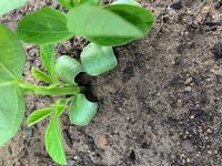 枝豆栽培について 摘芯しておりませんが初生葉の下 子葉 の付け根から Yahoo 知恵袋